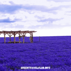 greentravelclub.info