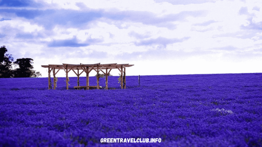 greentravelclub.info