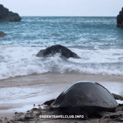 greentravelclub.info