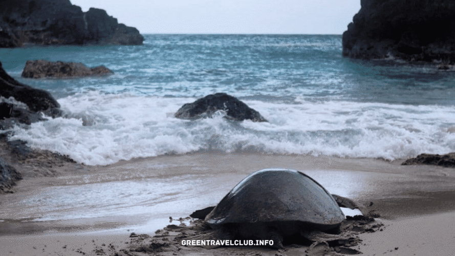 greentravelclub.info