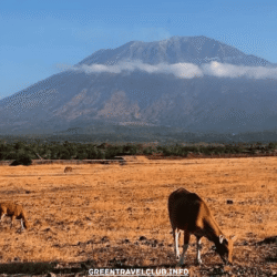 greentravelclub.info